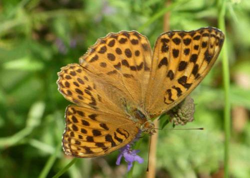 Réf. 239 316 : Argynnis paphia